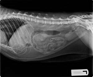 Vomiting/Loss of appetite