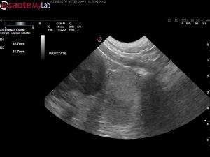 Severe sublumbar lymphadenopathy in a painful 3 year old intact male Golden Retriever
