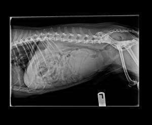 Caudal Abdominal Mass