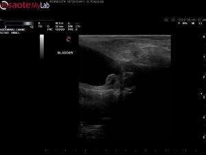 Bladder lesion in a 11yr old FS Chihuahua X