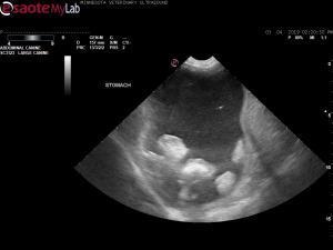 Gastric distention and unregulated diabetes in a 10 year old mixed breed dog