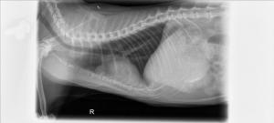 Artifact vs. true pathology in cranial mediastinum