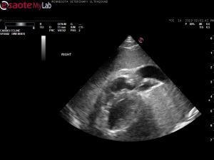 Echogenic mass vs. echogenic pleural effusion in a 15 yr old cat