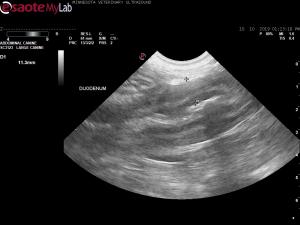 Significant weight loss and duodenal pathology in 13yr mn German Shorthair