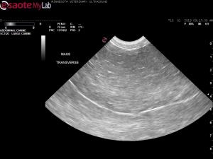 Very arge lipoma -like mass and 2  smaller complex masses in a 11 yr old Coon Hound