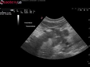 Pancreatitis and abnormal right kidney in a 13 yr MN Persian
