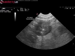 Thickened gastric wall in an 11 yr old mn Belgian Tervuren