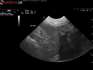 Ascites in a 5 year old FS English Bulldog