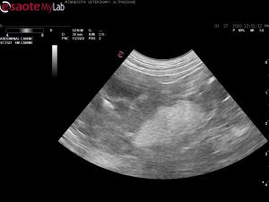 Small echogenic mass in a 13yr old FS CKR SP