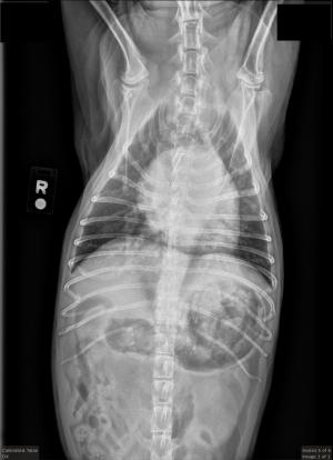 Changing history in a 27 lb, 13 yr old mn Boston Terrier