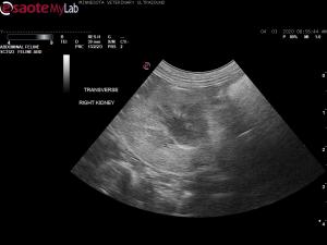 Renal medullary striations in a cat