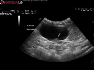 Ureteral papilla in a Chinchilla?