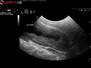 Polycystic ovaries and cystourethral mass in a 13yr old F Husky