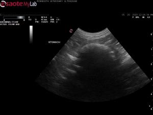 Strong shadowing echogenic interface in a Rabbit