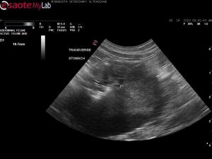 13 month MN Siberian with gastric mass