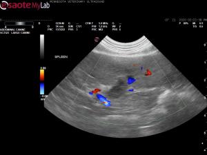 Intra-abdominal lymphadenopathy, hemoptysis, and melena in a 7 yr old MI Lab