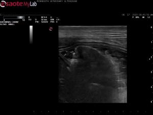 Progressive vomiting and hemoptysis in a 10 yr old FS Westie