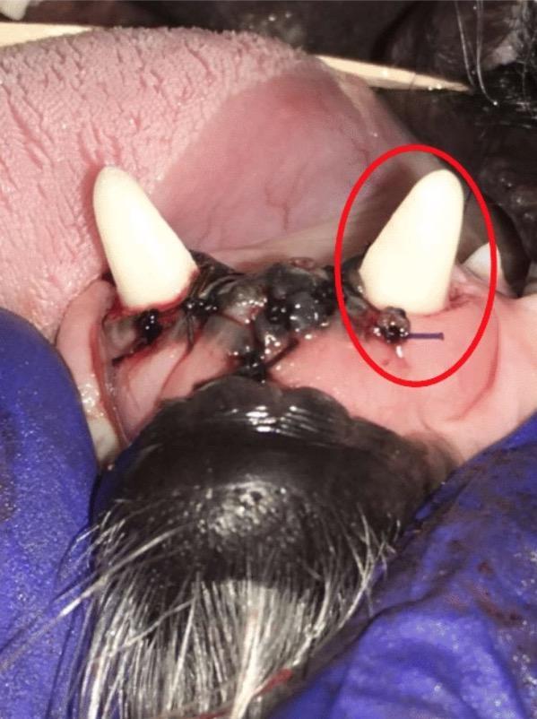 after_lower_canines_-_closure_of_proximal_wedge_technique_-_note_the_canine_height_difference