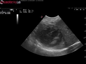 Marked GB distension in acute vomiting dog