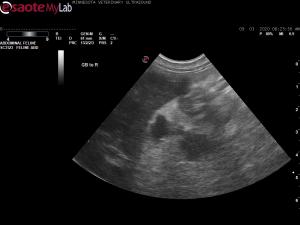 Asymptomatic cat with elevated WBC ct