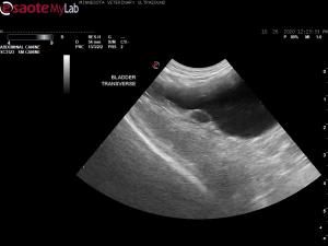 cystic bladder wall structure in 12 yr old MN Beagle