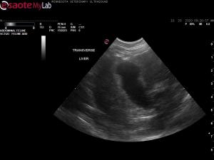 Gallbladder-liver disease in a 16 yr old cat
