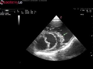 Right ventricular enlargement in 5 yr old Germ Shep