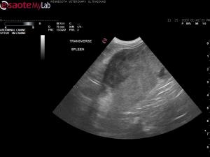 Acute depression/abd pain, GB halo sign, splenic mass, and trace effusion  in 12 yr mn Miniature Schnauzer