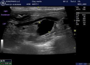 21 year old cat, nodule near CVC