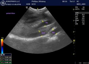 Shunt hunt, 10 weeks old Miniature Poodle with neuro signs.