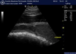 Hermaphrodite Pyometra