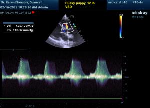 Mindray Elite 8 Echo probes clips/images